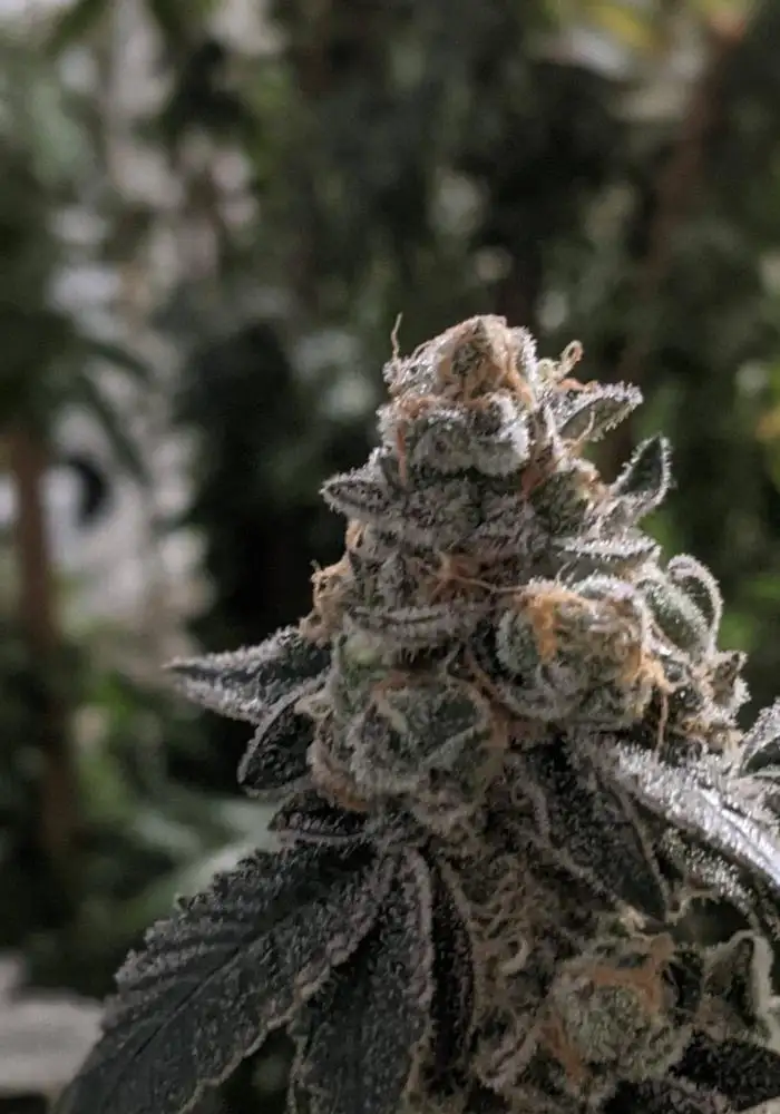 Meat Breath Regular