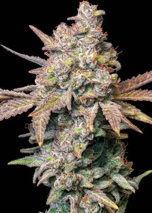 Dynasty Genetics