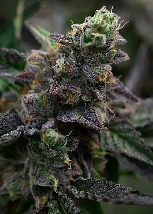 Peanut Butter Souffle