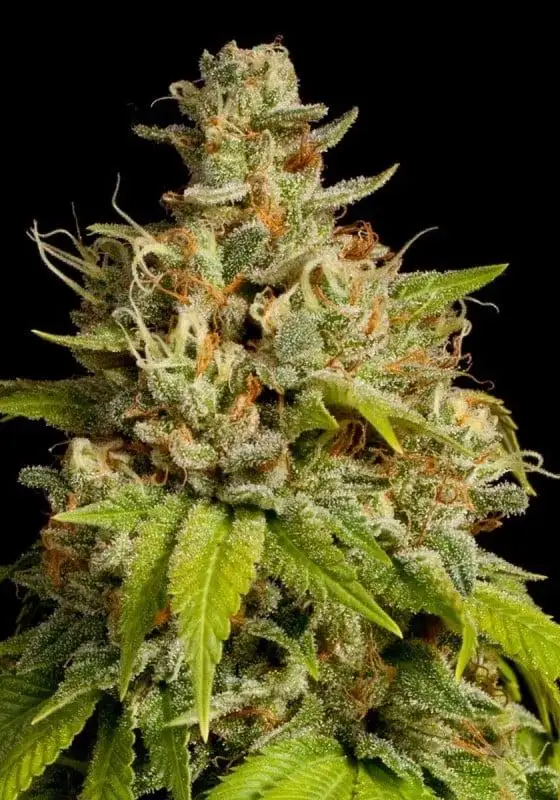 Durban Poison