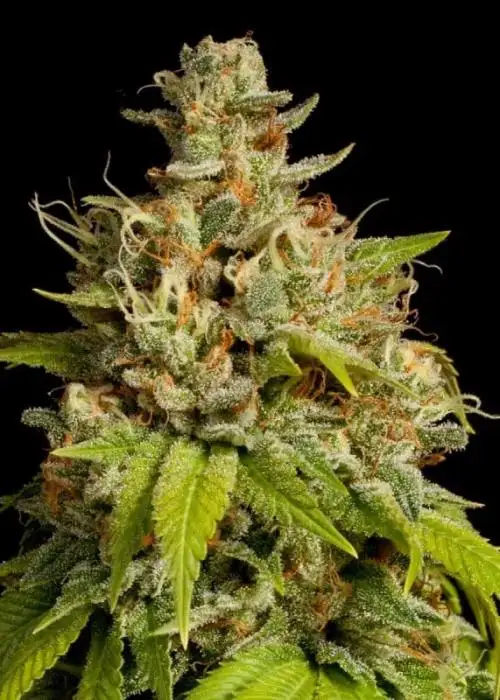 Durban Poison