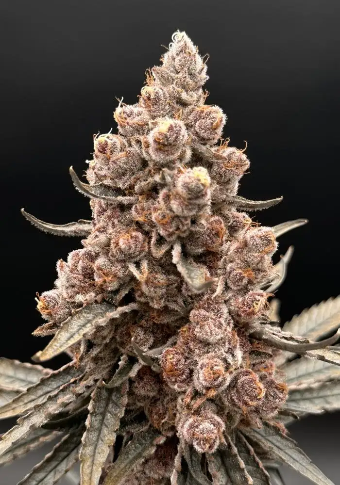 Blockberry