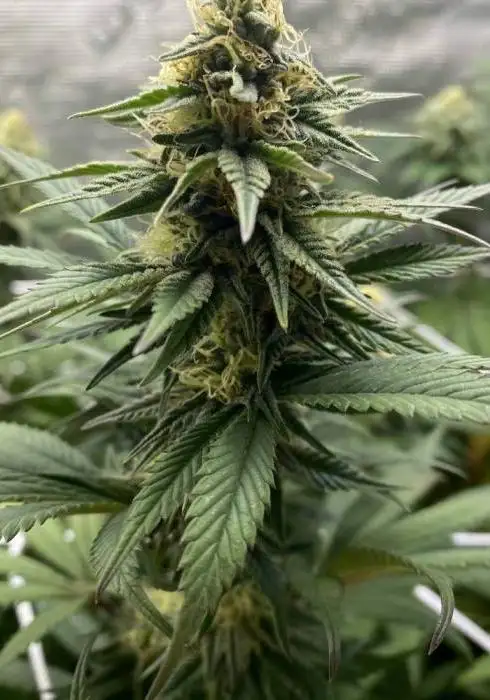 Green Crack