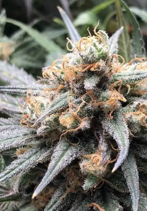 Bubba Kush