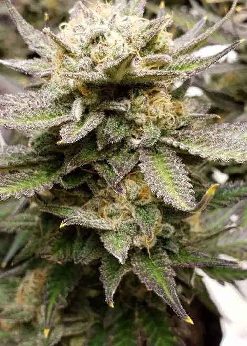 Alaskan Thunder Fuck