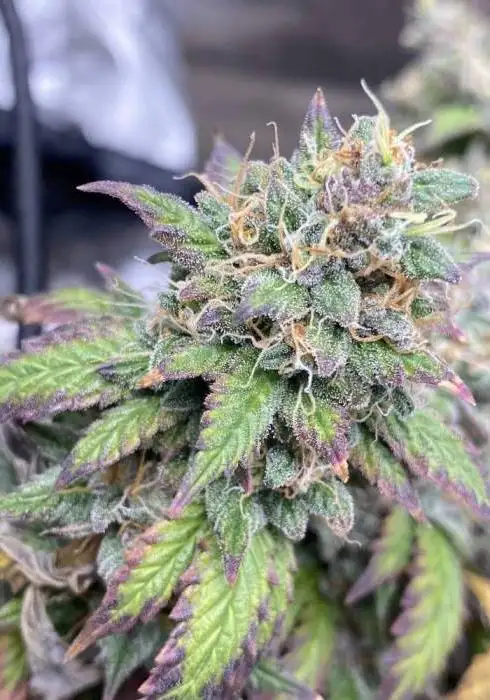 Skunk 1