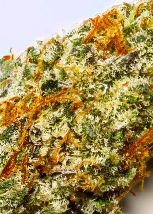 Peanut Butter Cookies