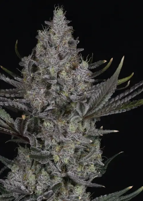 Blackberry Moonshine