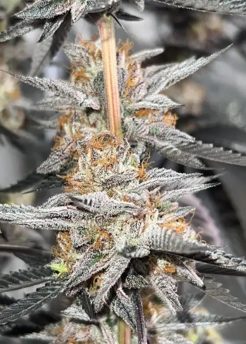 High Fructose Corn Syrup