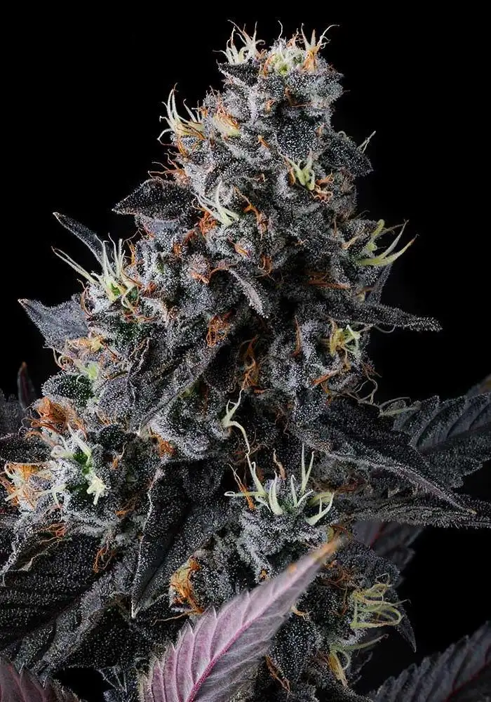 Giggin’ Grapes