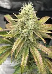 Mandarin Zkittlez R1