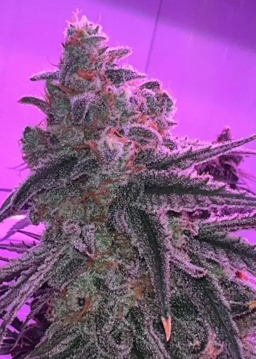 Lemon Zephyr