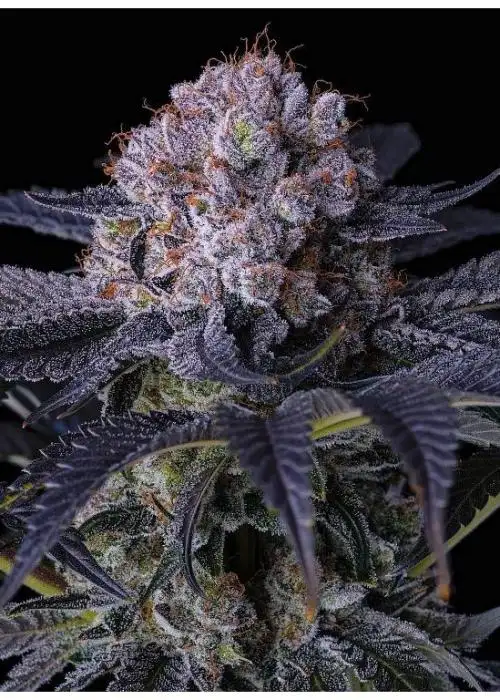 GRAPE BALLS OF FIRE Rbx