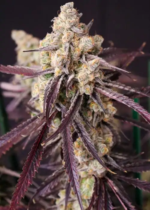 Straw-Lectric Lemonade