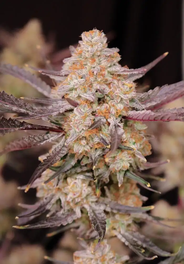 Strawberry Jambi
