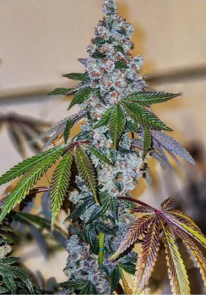 Cherry Pie OG S1