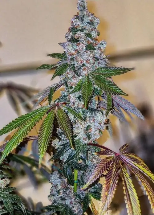 Cherry Pie OG S1
