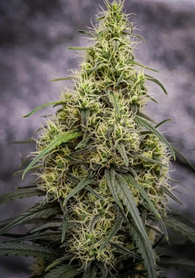 Lemon Tree
