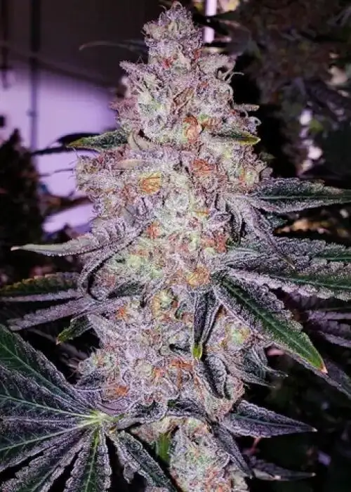 Forbidden Zkittlez BX2