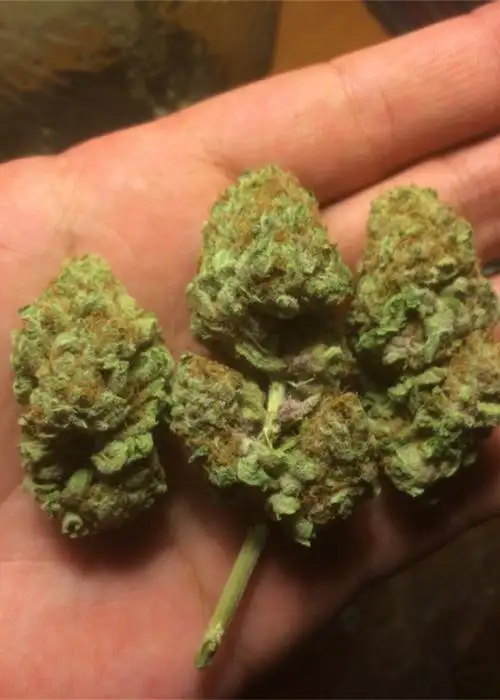 Pineapple Purple Skunk