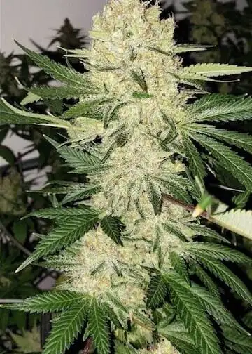 Super Lemon Haze F5