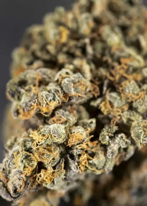 Sister Glue (aka GG1)