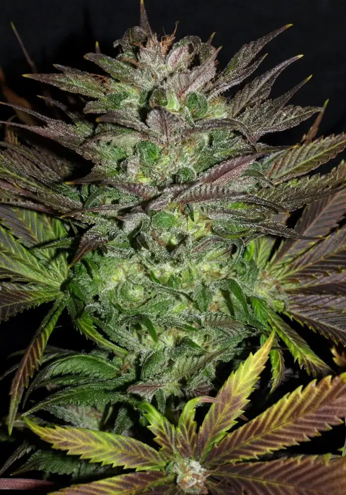 Grape God Cannabis Strain Products - GrowDiaries