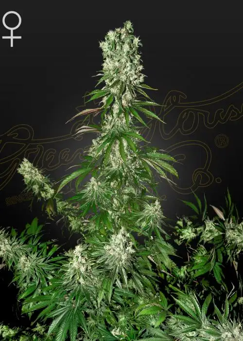 White Strawberry Skunk