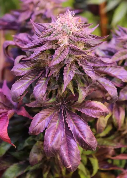 Purple Pineapple Express