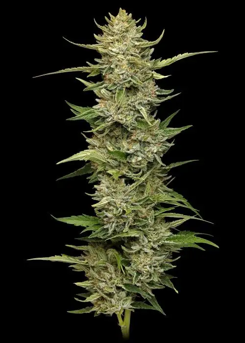 California Sour Diesel