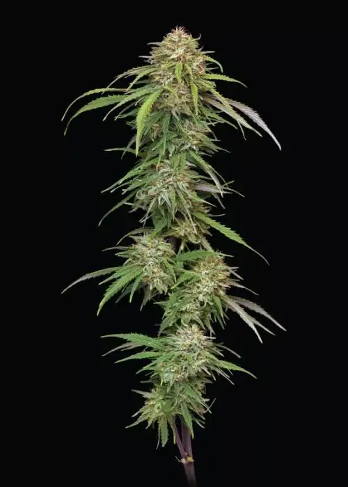 Ed Rosenthal's Super High Life