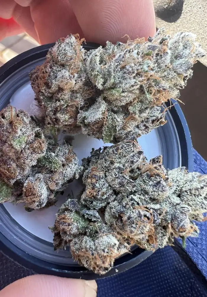 Grape Fritter