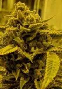 Chem De La Chem