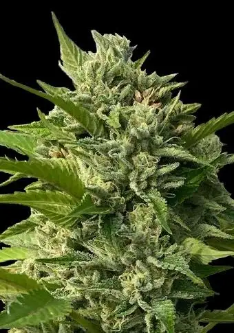 Goji Biker Regular