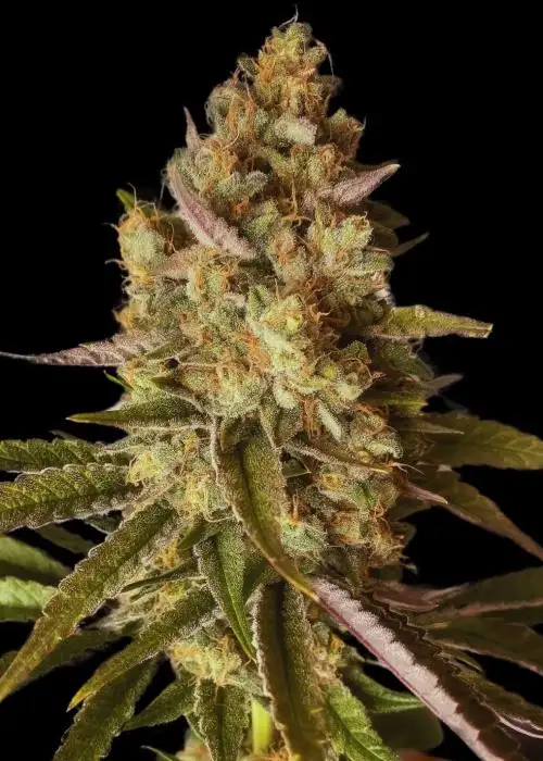 Where’s My Bike V2.0