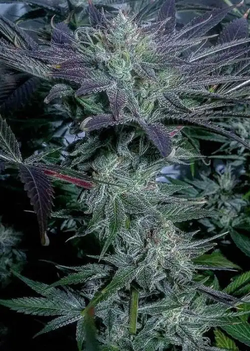 Strawberry Milkshake