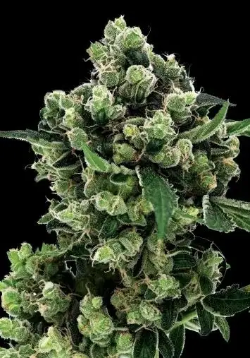 Karma Sour Diesel Bx2