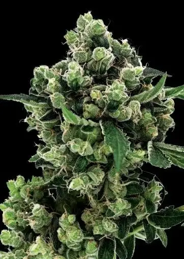 Karma Sour Diesel Bx2