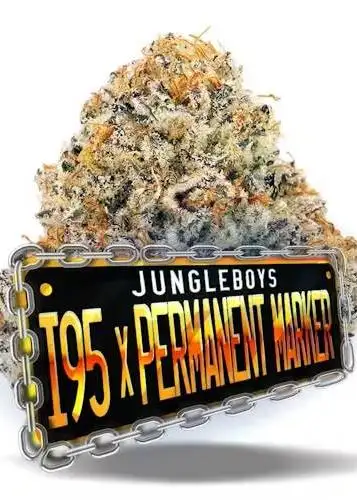 I-95 x Permanent Marker