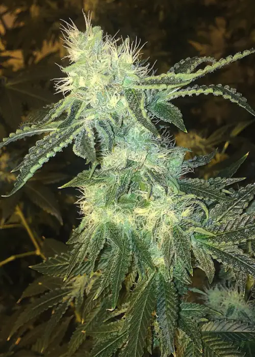 Cherry Garcia