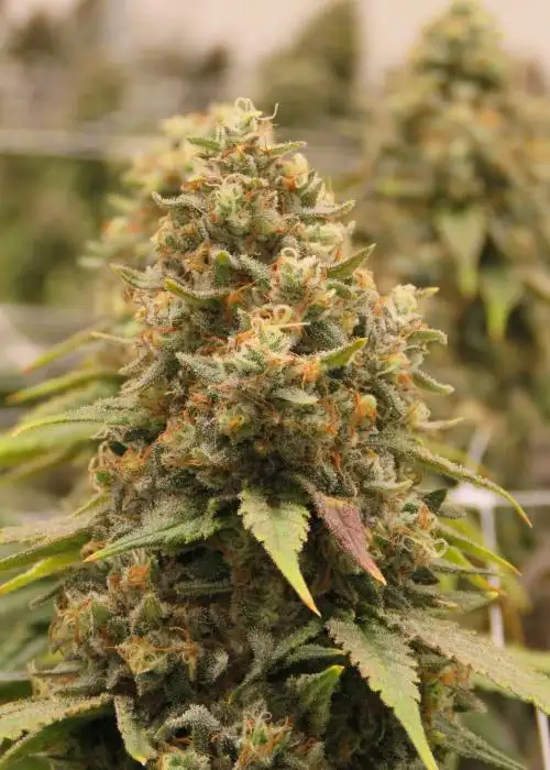 Caramel Apple Gelato