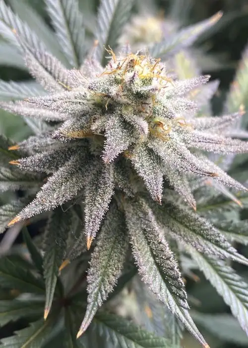Truffaloha