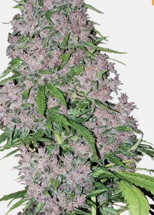 Purple Bud