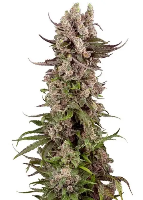 Tropicana Cherry Gelato