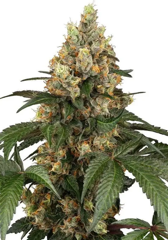 Chocolate Rainbow XXL