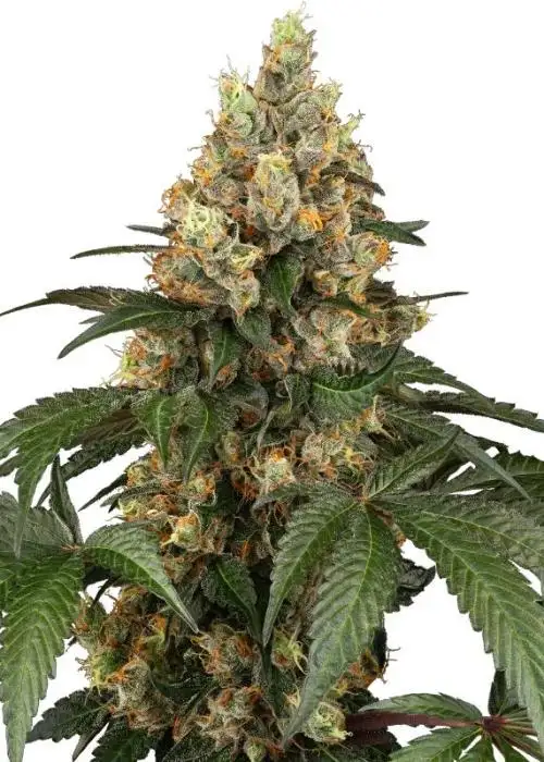 Chocolate Rainbow XXL