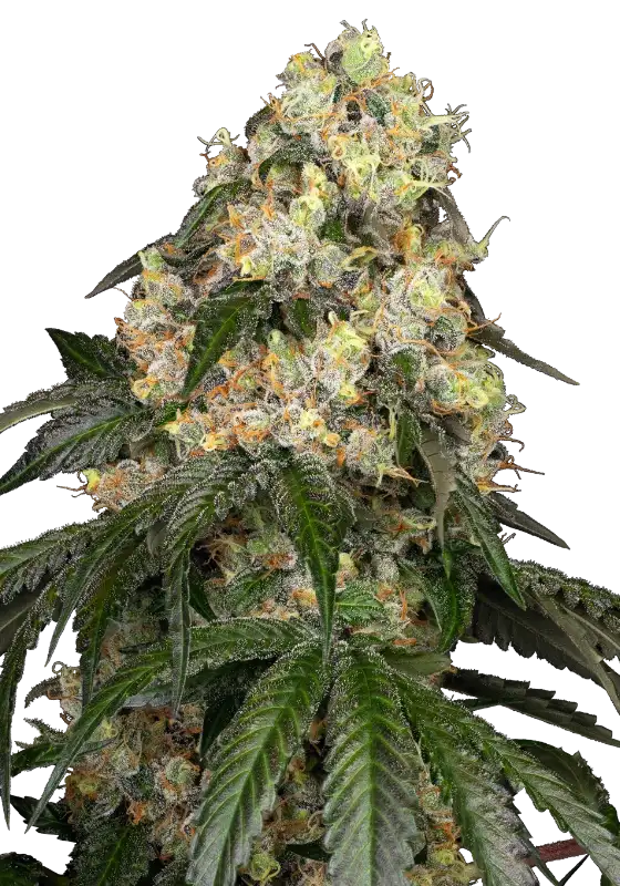 White Biscotti OG XXL