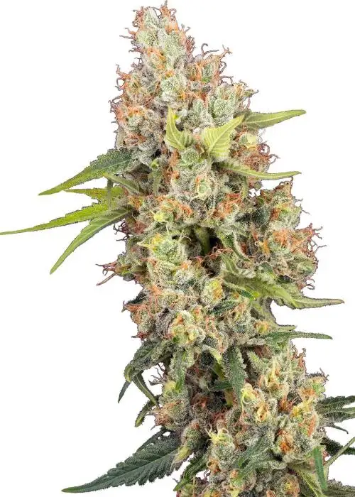 Raspberry Critical Kush