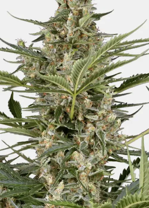 Peace Love & Harmony