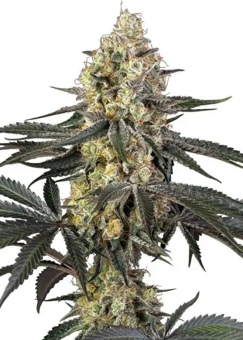 Purple Papaya Paradise